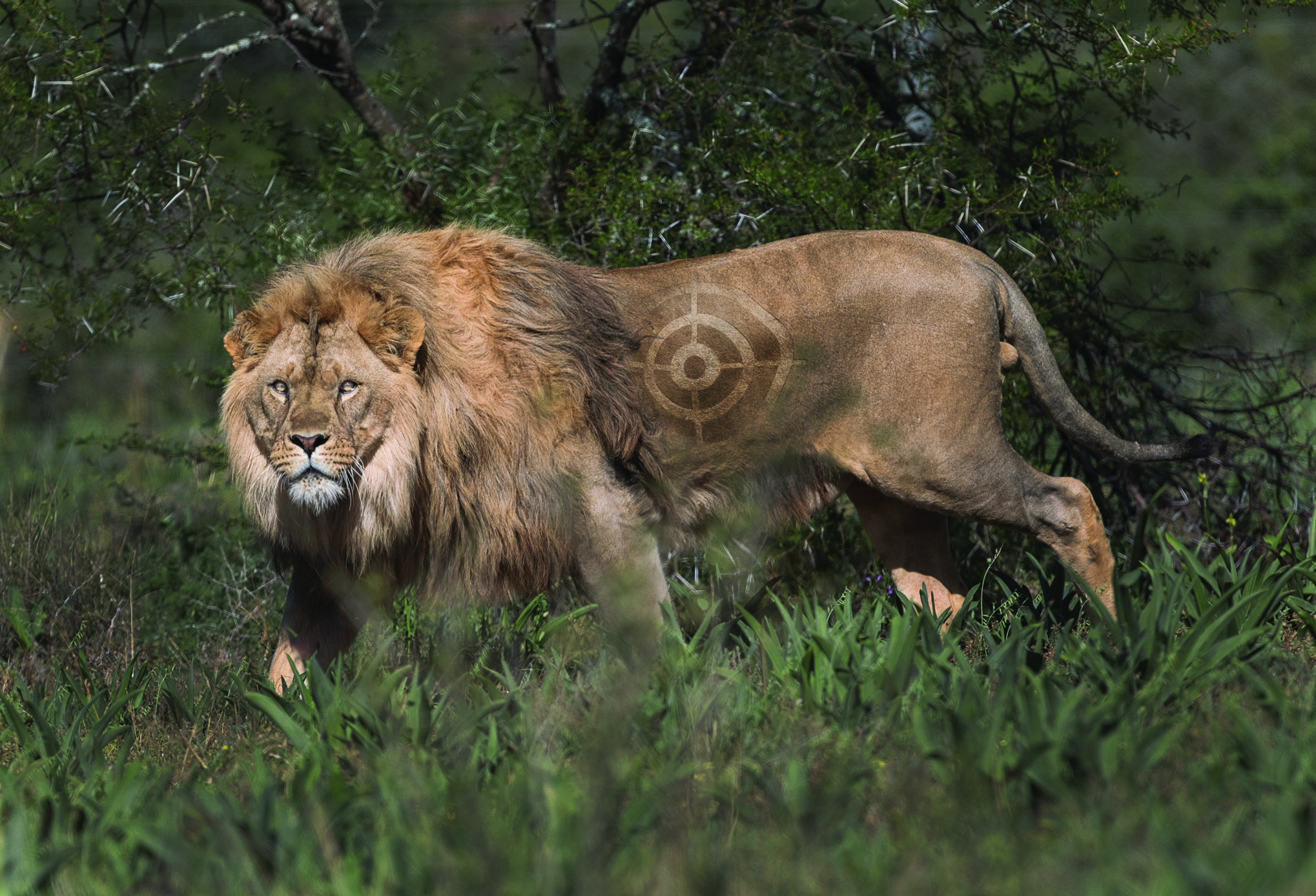 Lion Target