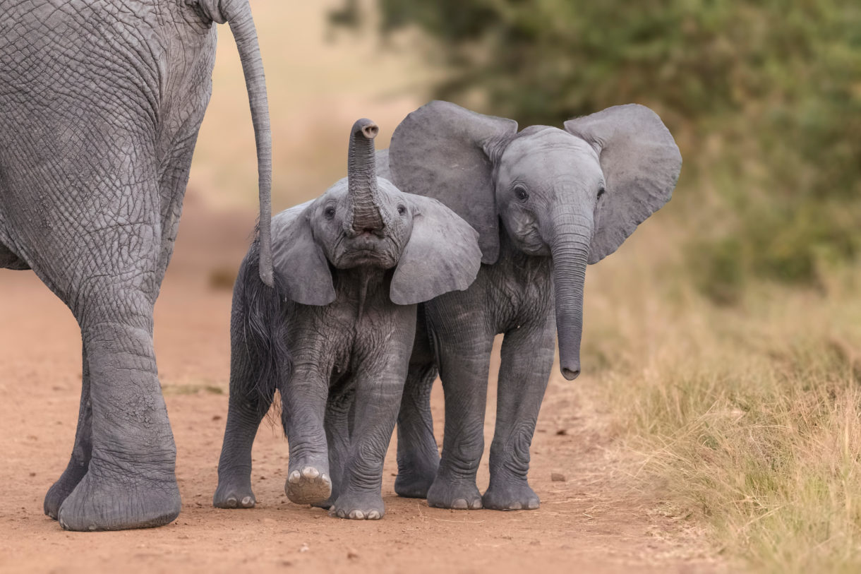 Zimbabwean elephants exported to China - Born Free